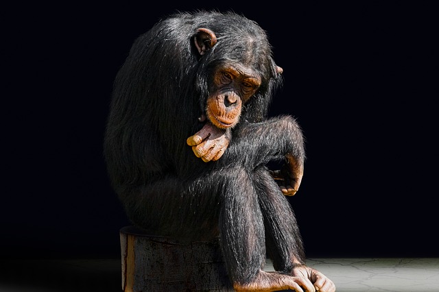 šimpanzi patří k nejagresivnějším druhům