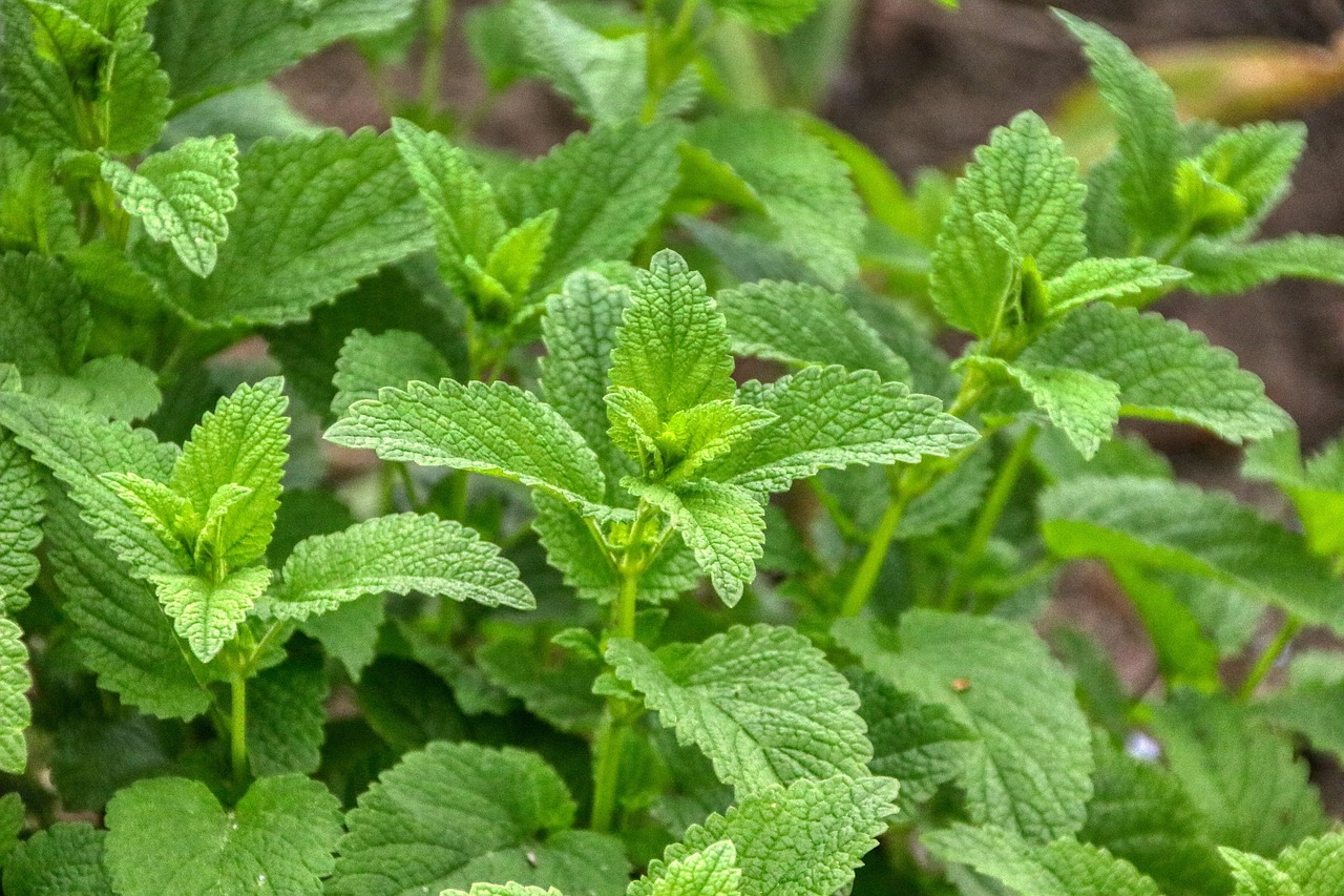 Kratom pochází ze speciální rostliny. 